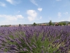 Provence_2014_MJ_02370