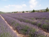Provence_2014_MJ_02374